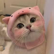 Meow🐾