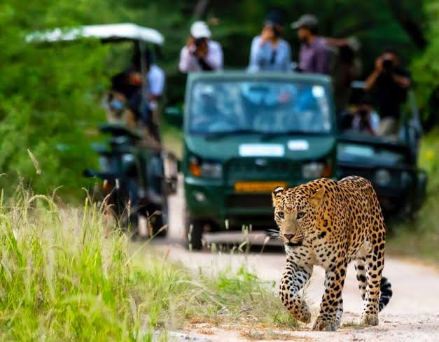 Jawai Wild Trails