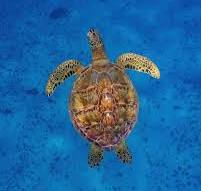 Les tortues vertes étaient sur ma liste d'espèces que j ...