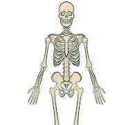 menselijk lichaam botten anatomie skelet model- 27565546 ...