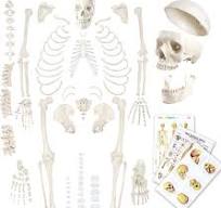 Evotech gedesarticuleerd menselijk skelet model voor anatomie 67 inch hoge,  full size skeletmodellen met 3 poster, schedel, wervelkolom, botten, ...