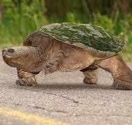 Initiative majeure pour protéger les tortues des Laurentides ...