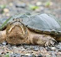 Carapace et culpabilité: confessions d'une jardinière trop ...