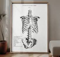 Vintage anatomie stamafdruk, tekening poster botten van de romp, menselijk  skelet detailgrafiek muurafdruk, anatomie skelet kunstafdruk - Etsy ...