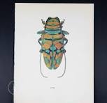 Scarabée STERNOTOMIS - Lithographie vintage offset couleur ...