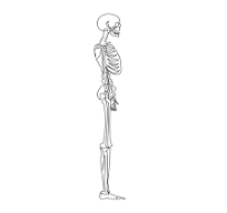 enkel een lijntekening zijaanzicht volledig anatomisch ...
