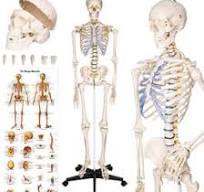 Anatomie skelet