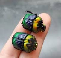 Trigonophorus Rothschildi Jade chino Flor Escarabajo ...