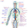 vein locator device from en.wikipedia.org