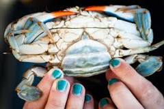 Blue Crab | NOAA Fisheries