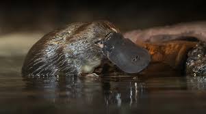 Platypus | San Diego Zoo Safari Park