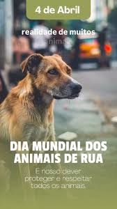 #diamundialdosamimais #proteçaoanimal #animal #caes #gatos