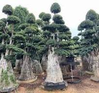 ficus nanan root bonsai outdoor,ficus nanan root bonsai ...