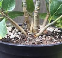 Ficus Benghalensis banyan experiment : r/Bonsai