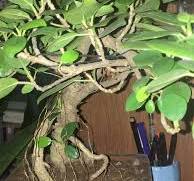 Bonsai ficus nana: remove new roots and branches?