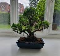 35-year-old Ficus benghalensis Bonsai Tree
