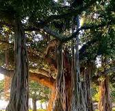Ficus benghalensis ( Banyan tree) with two different syconia....