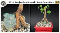Ficus Benjamina Bonsai - Root Over Rock