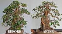 ROOT OVER ROCK FICUS BONSAI: Styling and Maintenance