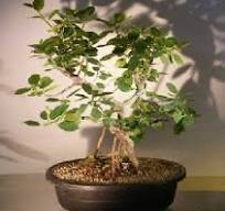 Ficus Bonsai Tree - Root Over Rock (ficus natalensis)