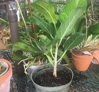 I recently bought a ficus benghalensis to turn into a ...