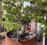 How to make Ficus benghalensis and Bougainvillea into bonsai ...