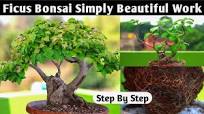 Grow Ficus Benghalensis Bonsai Tree