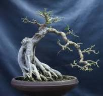 Styling a Ficus - Bonsai Empire