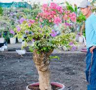 Welcome to Fleur De Lys Bougainvillea Farm, where we pride ...
