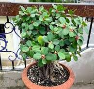 Bonsai 'ficus nana' care tips wanted