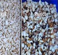 High Capacity Garlic Color Separator Machine Sorting ...