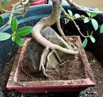 Does my Ficus Nana need to be repotted and can it be kept ...