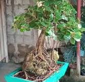 Goodmorning mga kabonsai...i want to share my ficus nana...godbless...happy  sunday to all... | Dennis Ortile | Facebook