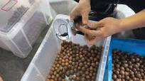 X-ray sorting machine for macadamia nuts