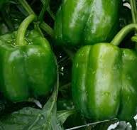NITRO S10® Bell Pepper (Treated Seed)