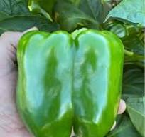 Big Stack S10® Pepper (Treated Seed)