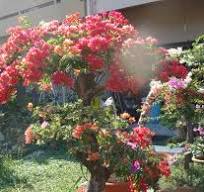 Some grafted Bougainvillea with a few colors that I had ...
