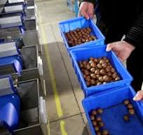 In Shell Macadamia Nuts Sorting Machine Accurate Grading ...