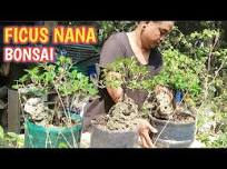 FICUS NANA BONSAI+MONEY PLANT