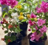 Live bougainvillea plants, Colorful flowering plants, Multicolor  bougainvillea, Five colors in one pot, outdoor plants, great gift ideas