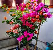 Five colours grafting on Bougainvillea.. My first try..