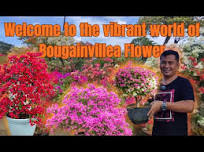 Bringing Life & Color to the Farm with Bougainvillea Flowers