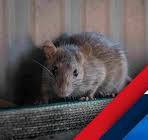 Importance of Rodent Resistant Braided Sleeving - AerosUSA