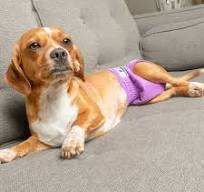 Dog Diapers (3-Pack) + Extendrs® - Princess (Pink + Purple + Black) / Extra  Small ( 4-10")