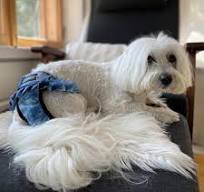 Reusable Dog Diaper Skirt – Washable Female Dog Pants for ...
