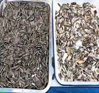 China High Resolution Sunflower Seed Pumpkin Seed Color ...