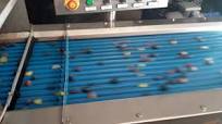 OLIVE COLOR SORTER- ΧΡΩΜΑΤΟΔΙΑΛΟΓΕΑΣ ΕΛΙΑΣ- SELEZIONATRICE DI OLIVA