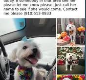 Posting for a friend's friend, who lost her poor little dog ...