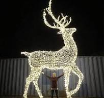 Customized 24V 120V 240V Giant Deer 3d Motif Lights for Christmas Light  Displays