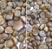 500-1000KG/H Chestnut Automatic Color Sorting Machine Shape Sorter for  Chestnut Processing High Efficiency and Precision